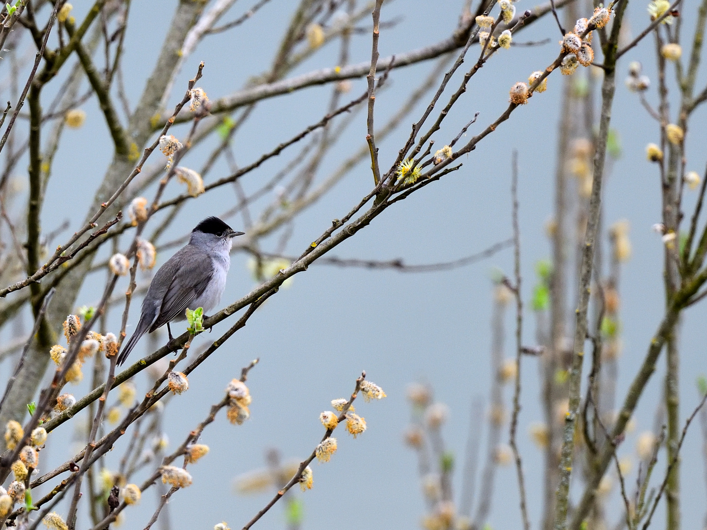 Mönchsgrasmücke masc., (Sylvia atricapilla), Eurasian blackcap, Curruca capirotada