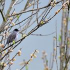 Mönchsgrasmücke masc., (Sylvia atricapilla), Eurasian blackcap, Curruca capirotada