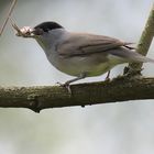 Mönchsgrasmücke mit fetter Beute