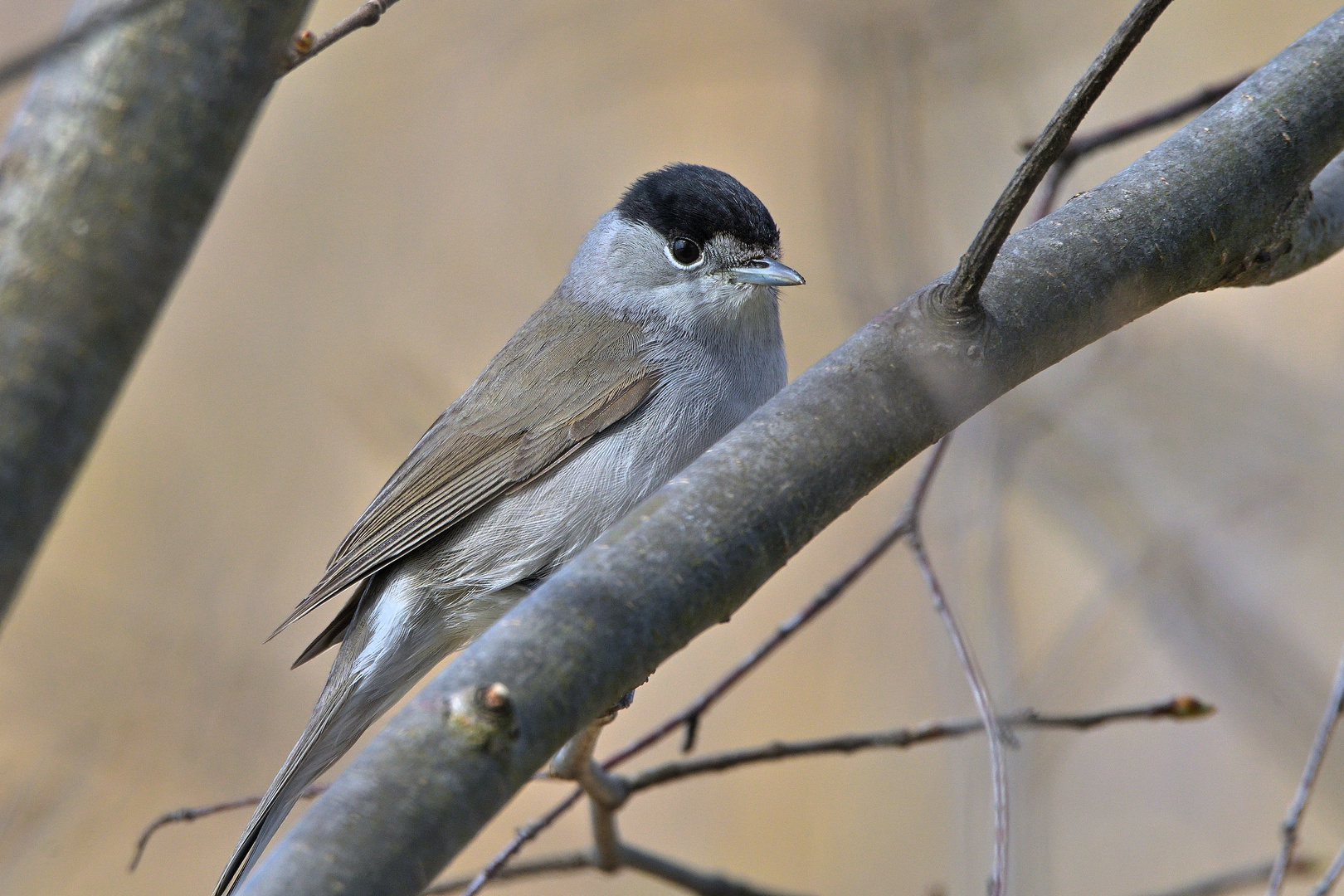 Mönchsgrasmücke (Sylvia atricapilla)