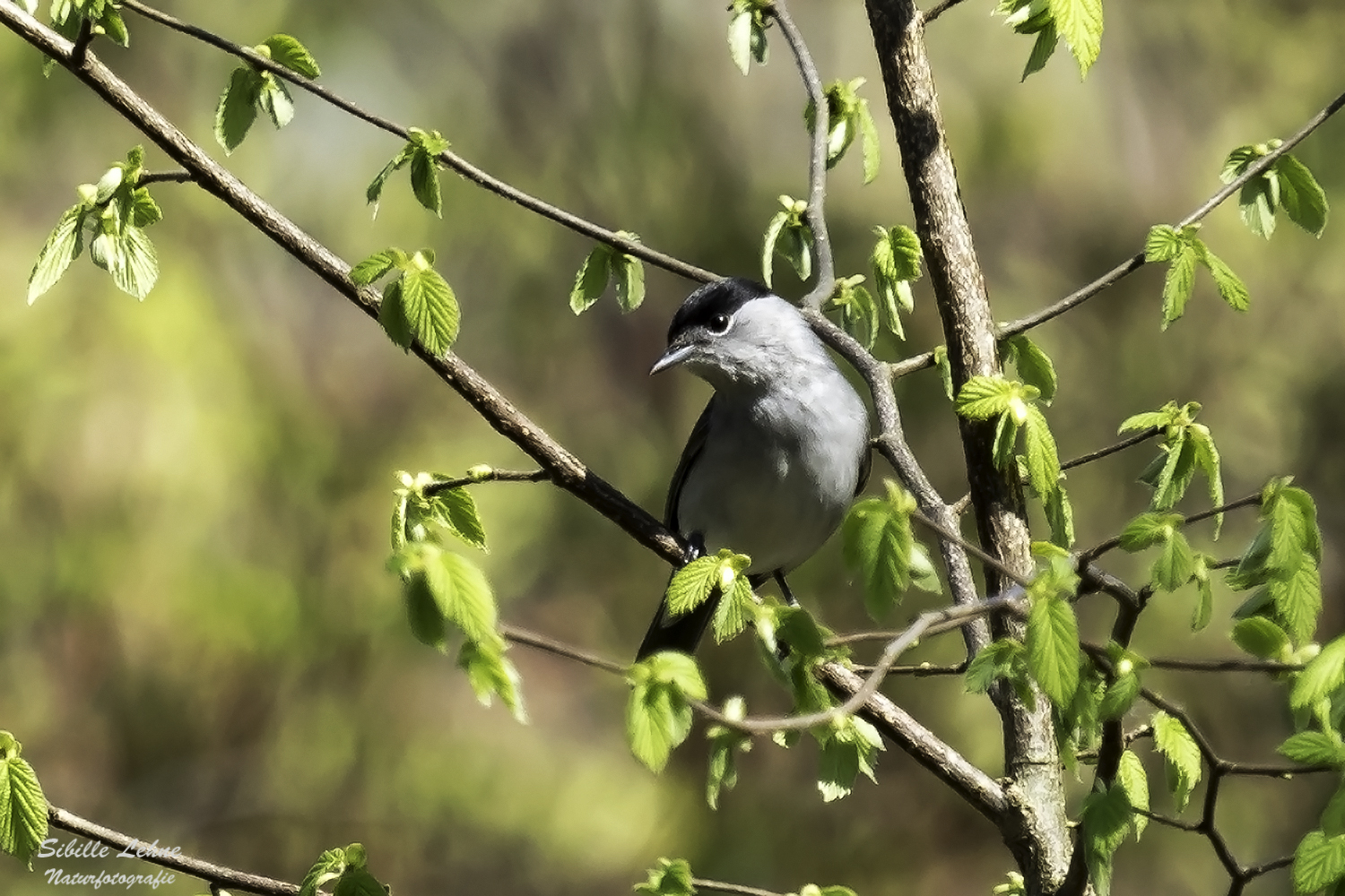  Mönchsgrasmücke (Sylvia atricapilla)