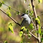  Mönchsgrasmücke (Sylvia atricapilla)