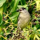 Mönchsgrasmücke (Sylvia atricapilla)