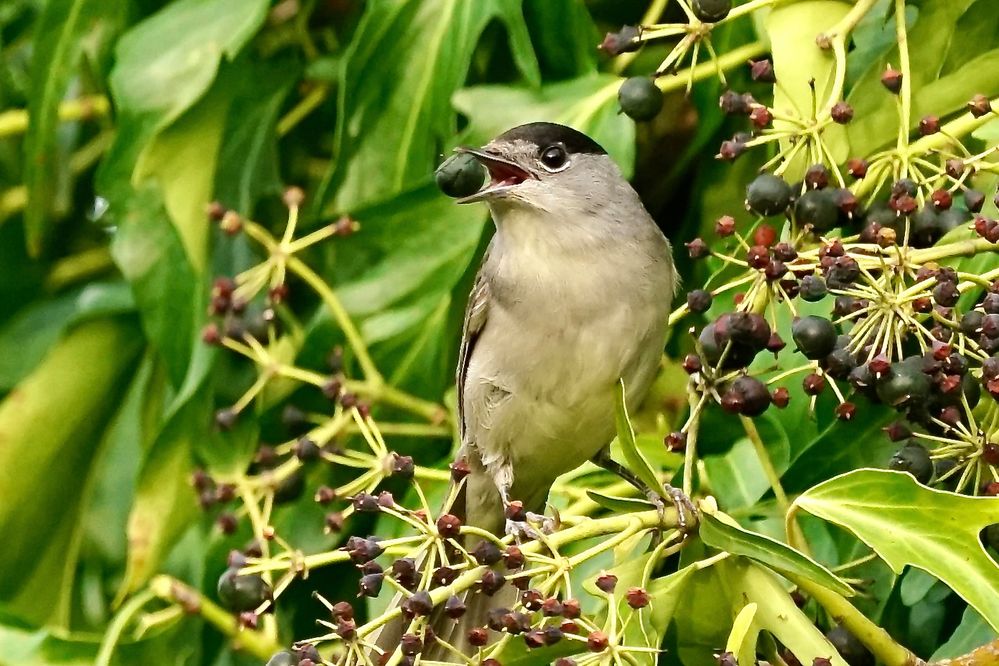 Mönchsgrasmücke (Sylvia atricapilla)