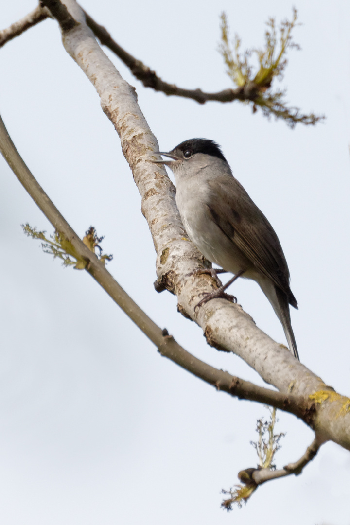 Mönchsgrasmücke (Sylvia atricapilla) 