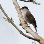 Mönchsgrasmücke (Sylvia atricapilla) 