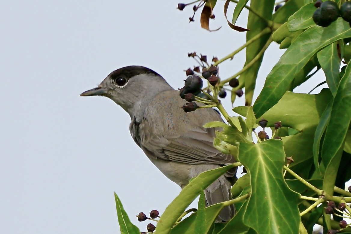 Mönchsgrasmücke (Sylvia atricapilla)