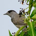 Mönchsgrasmücke (Sylvia atricapilla)