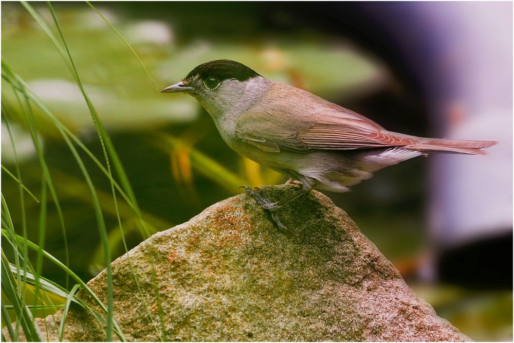 Mönchsgrasmücke (Sylvia atricapilla)