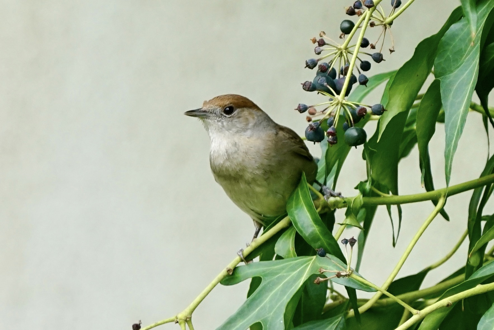 Mönchsgrasmücke (Sylvia atricapilla)