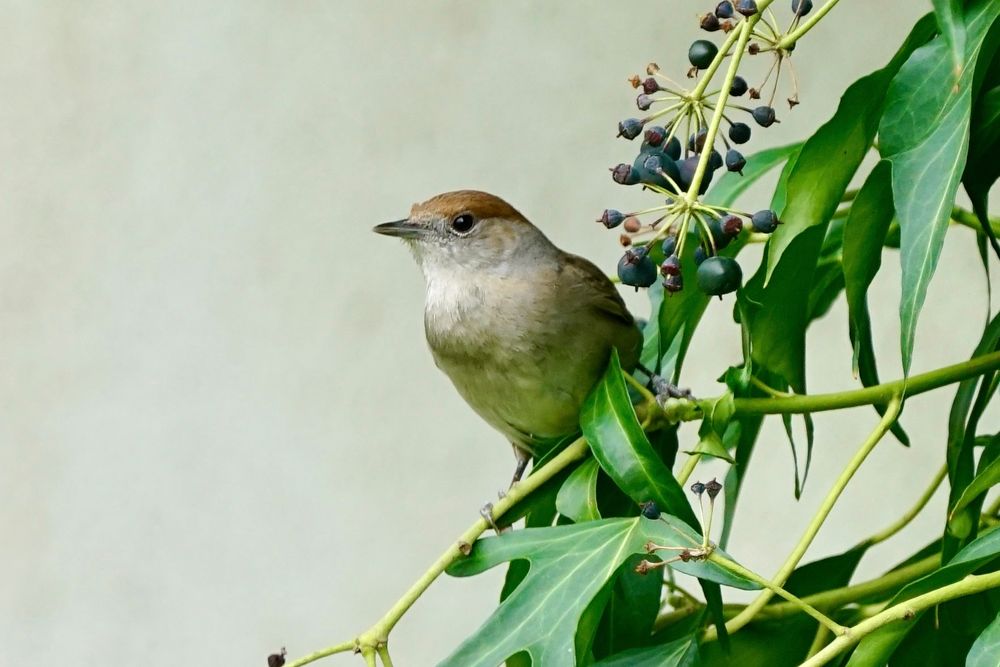 Mönchsgrasmücke (Sylvia atricapilla)