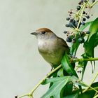 Mönchsgrasmücke (Sylvia atricapilla)