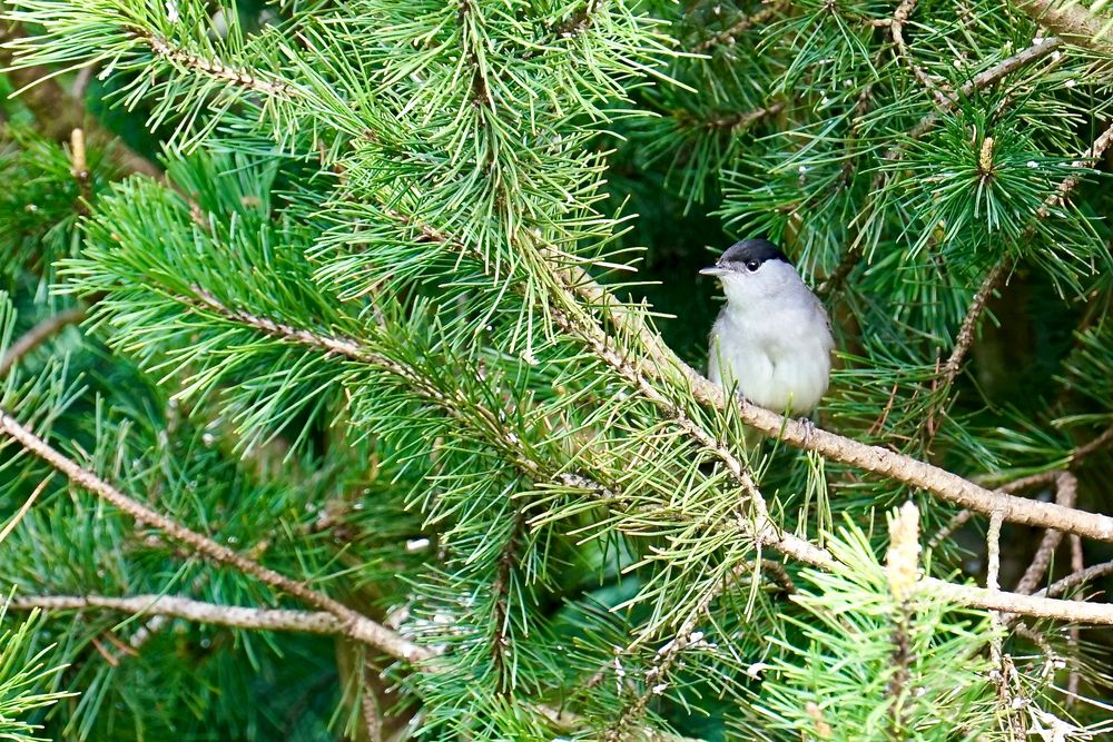 Mönchsgrasmücke (Sylvia atricapilla)