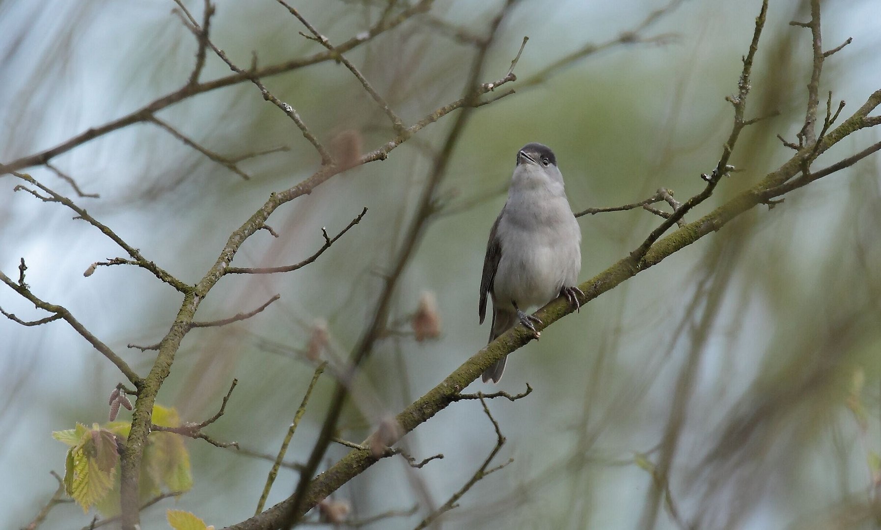 Mönchsgrasmücke (Sylvia atricapilla)