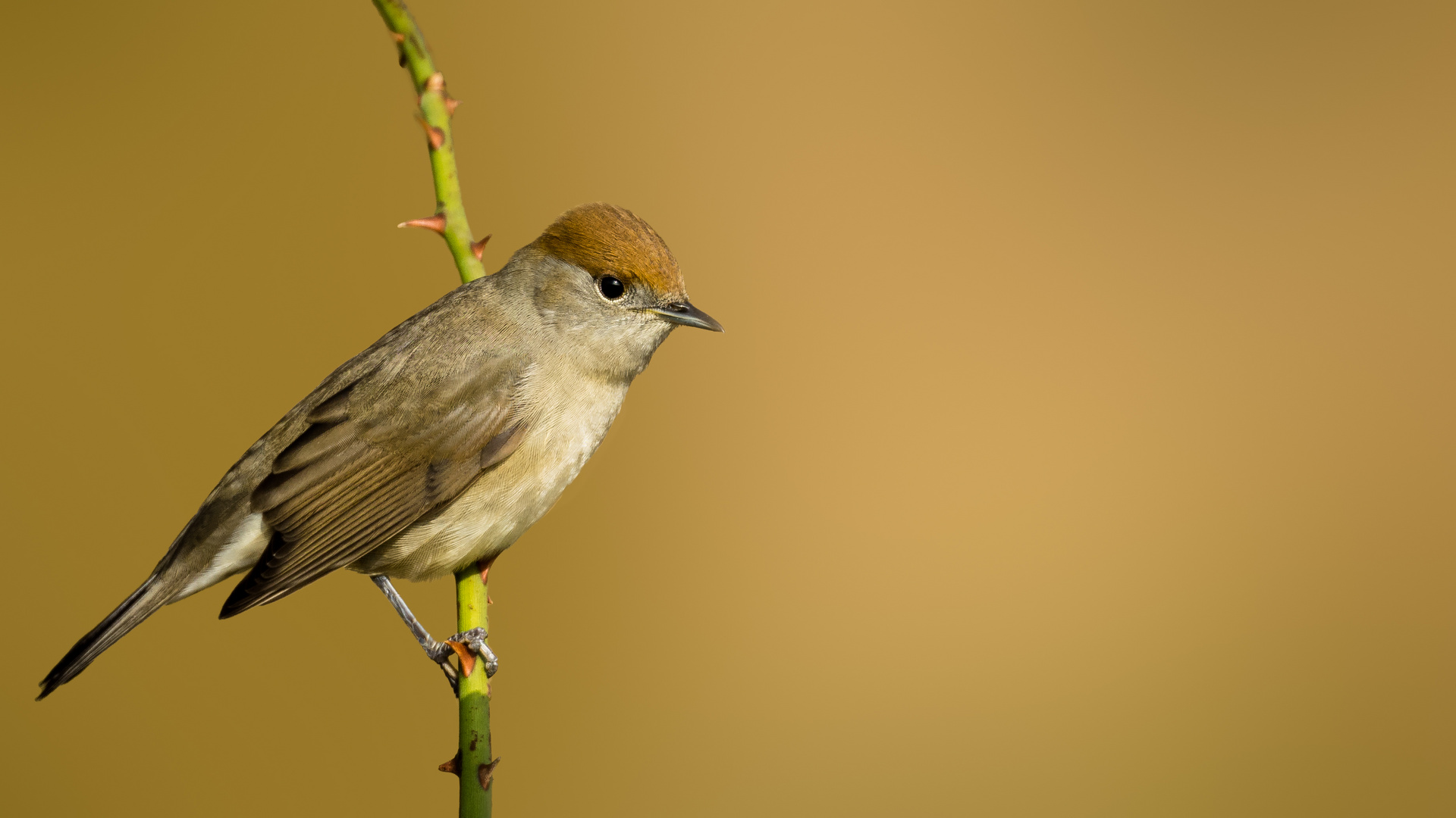 Mönchsgrasmücke - Sylvia atricapilla