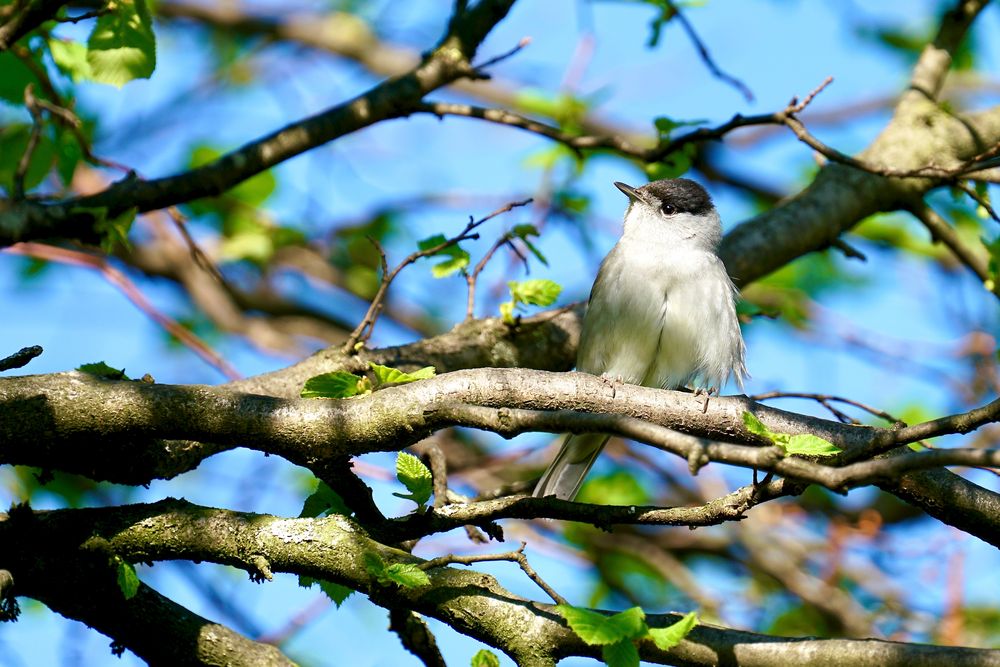 Mönchsgrasmücke (Sylvia atricapilla)