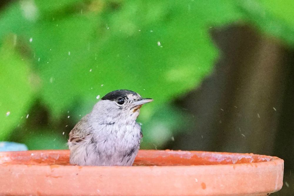 Mönchsgrasmücke (Sylvia atricapilla)..