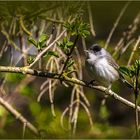 Mönchsgrasmücke, (Sylvia atricapilla)