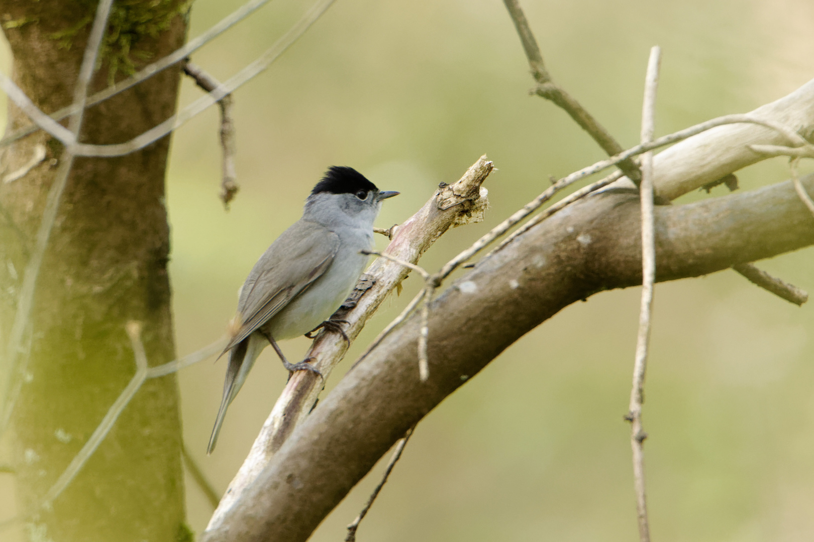 Mönchsgrasmücke (Sylvia atricapilla)