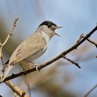 Mönchsgrasmücke (Sylvia atricapilla)