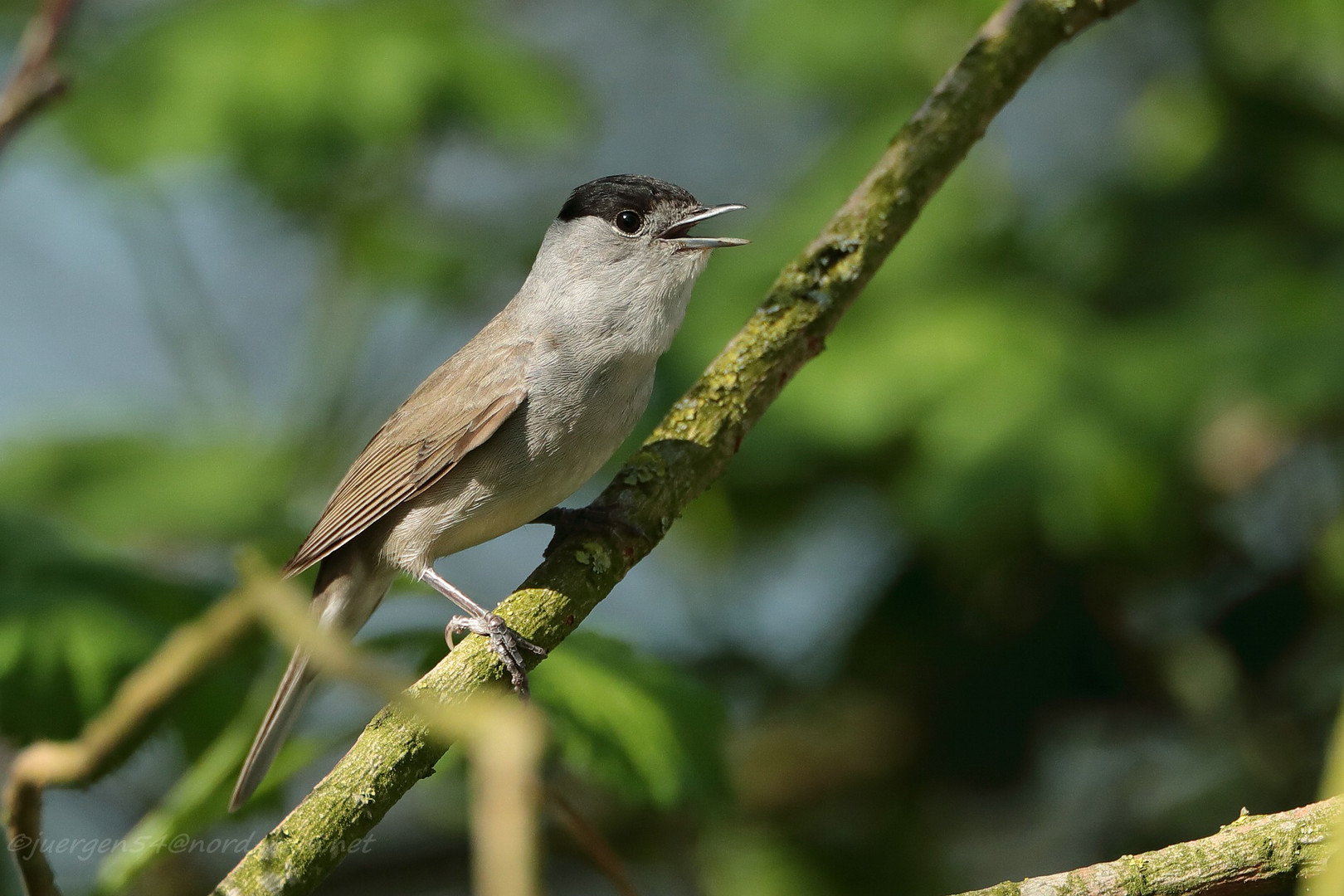 Mönchsgrasmücke (Sylvia atricapilla)