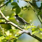 Mönchsgrasmücke (Sylvia atricapilla)