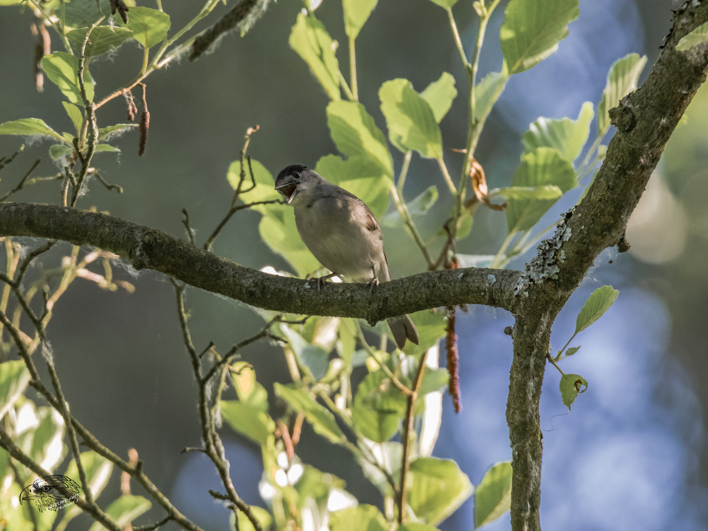 Mönchsgrasmücke (Sylvia atricapilla)