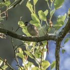 Mönchsgrasmücke (Sylvia atricapilla)