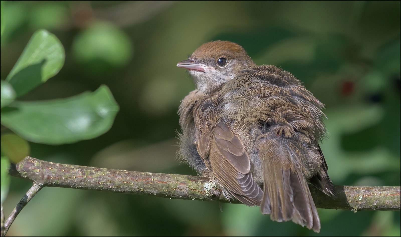 Mönchsgrasmücke ( Sylvia atricapilla )