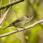 Mönchsgrasmücke (Sylvia atricapilla)