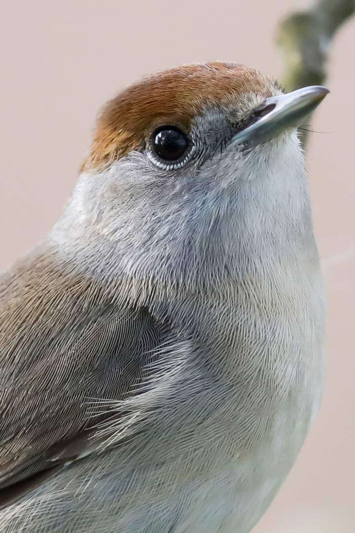 Mönchsgrasmücke (Sylvia atricapilla) 