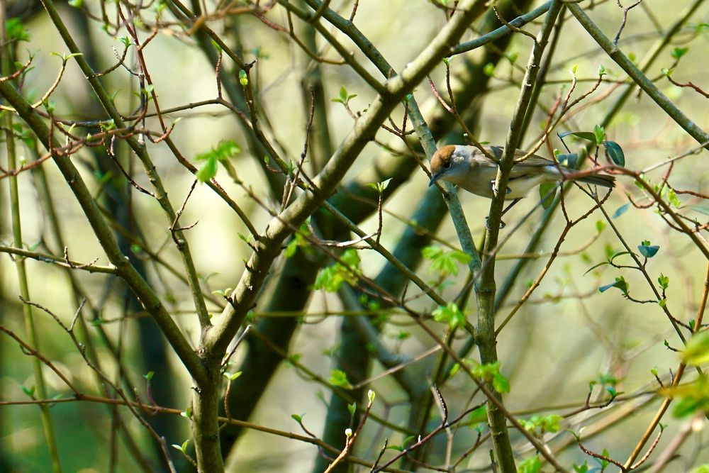 Mönchsgrasmücke (Sylvia atricapilla)