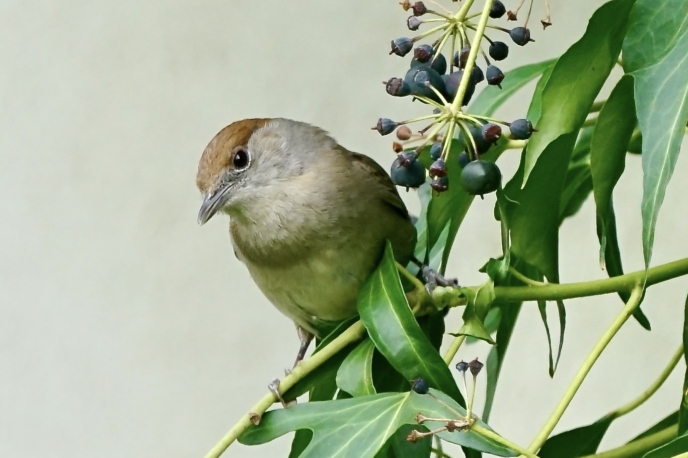 Mönchsgrasmücke (Sylvia atricapilla)