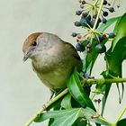 Mönchsgrasmücke (Sylvia atricapilla)