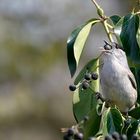 Mönchsgrasmücke (Sylvia atricapilla)