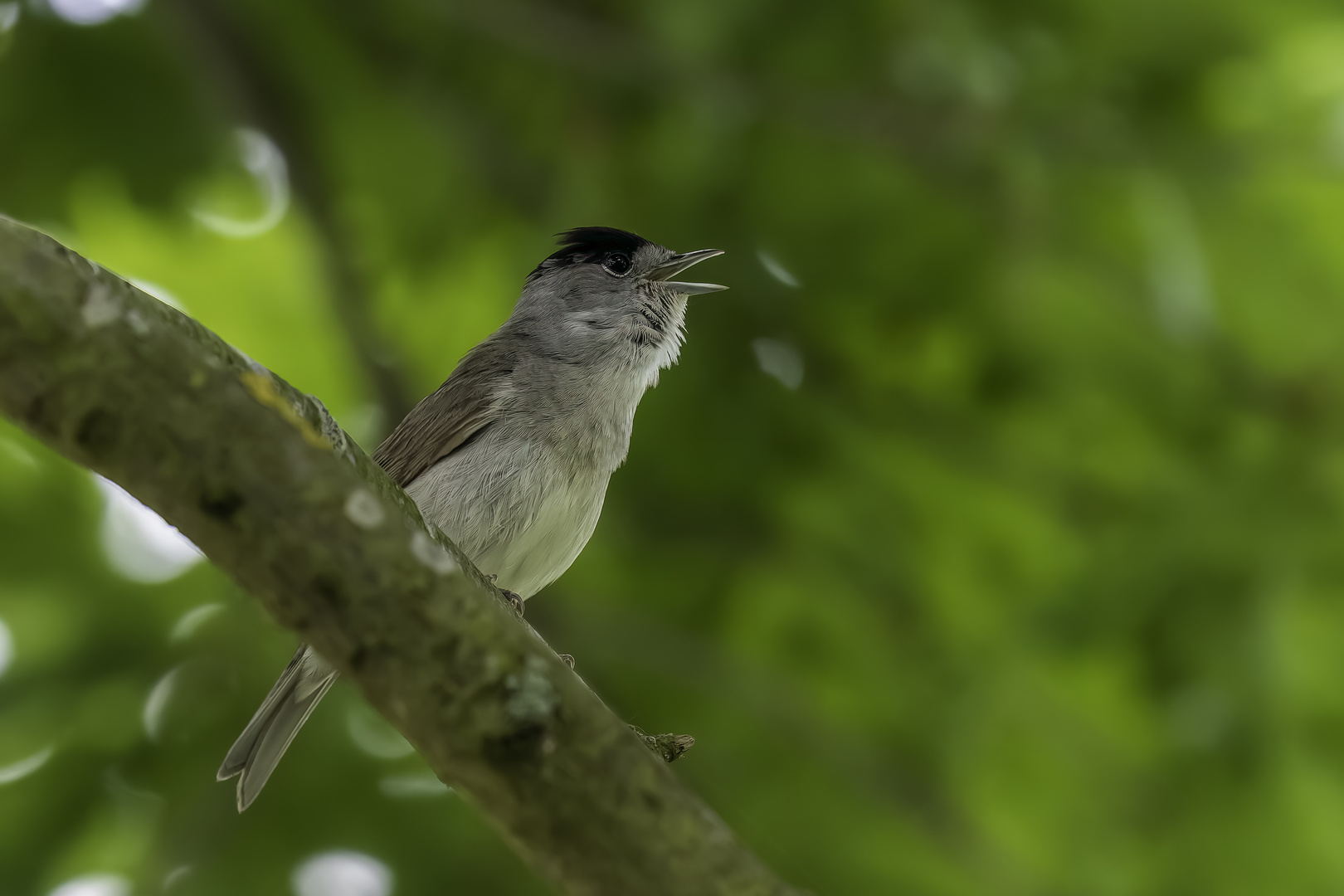 Mönchsgrasmücke (Sylvia atricapilla)