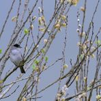 Mönchsgrasmücke (Sylvia atricapilla), Eurasian blackcap, Curruca capirotada