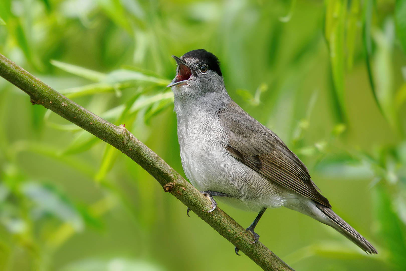 Mönchsgrasmücke ( Sylvia atricapilla ) - Hahn -