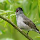 Mönchsgrasmücke ( Sylvia atricapilla ) - Hahn -