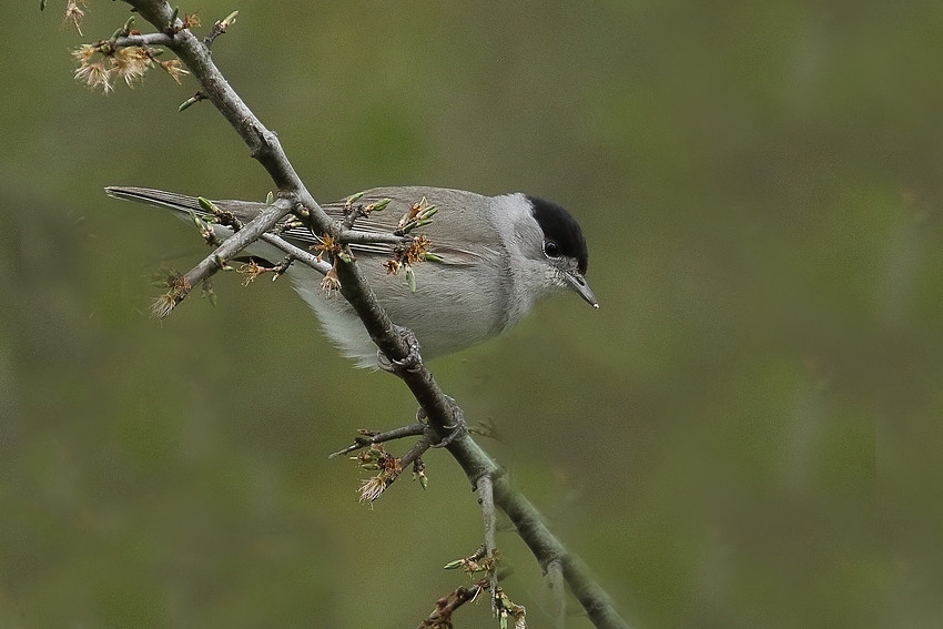  Mönchsgrasmücke (Sylvia atricapilla) - Männchen