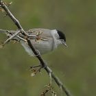  Mönchsgrasmücke (Sylvia atricapilla) - Männchen