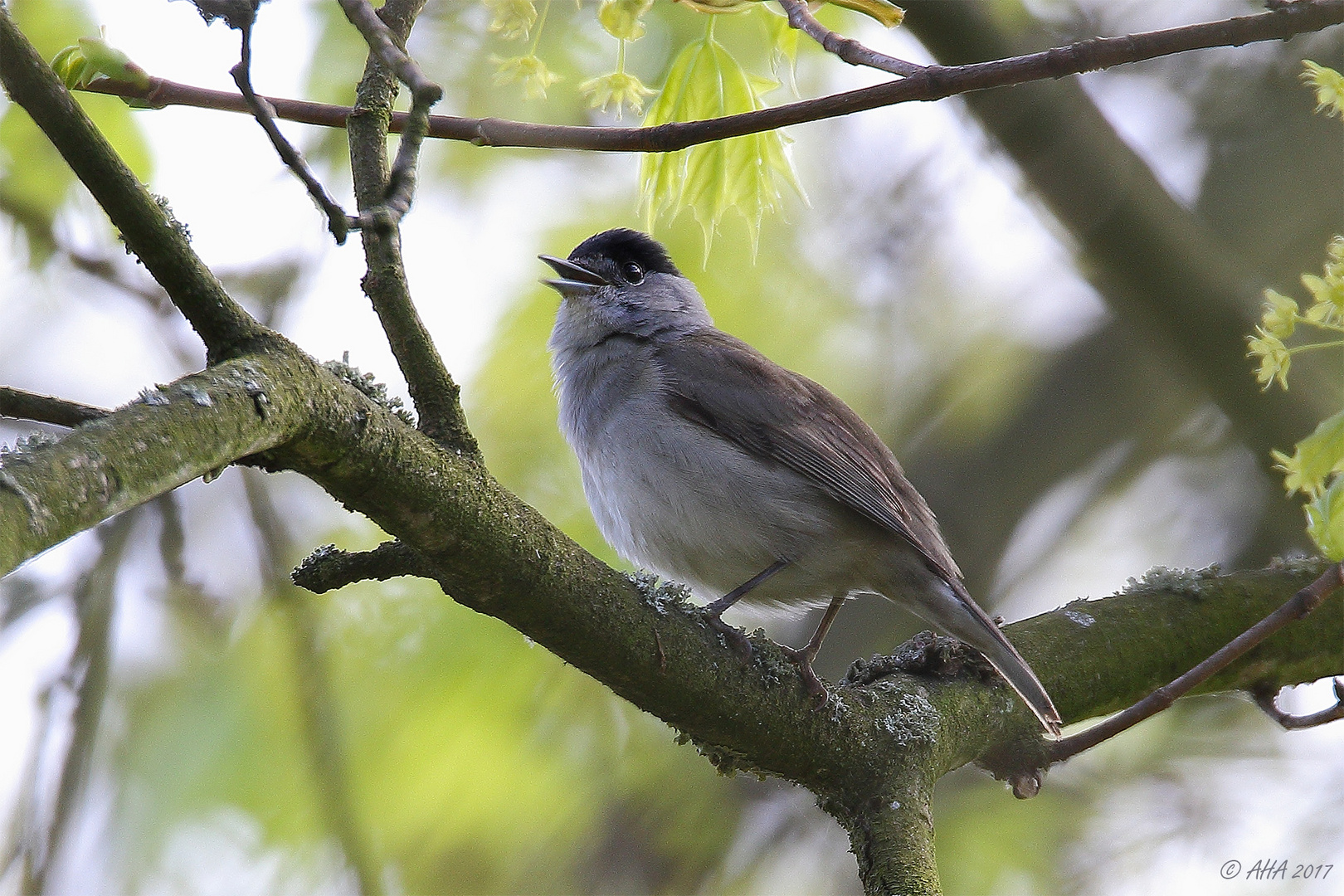 Mönchsgrasmücke (Sylvia atricapilla) männlich