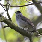 Mönchsgrasmücke (Sylvia atricapilla) männlich