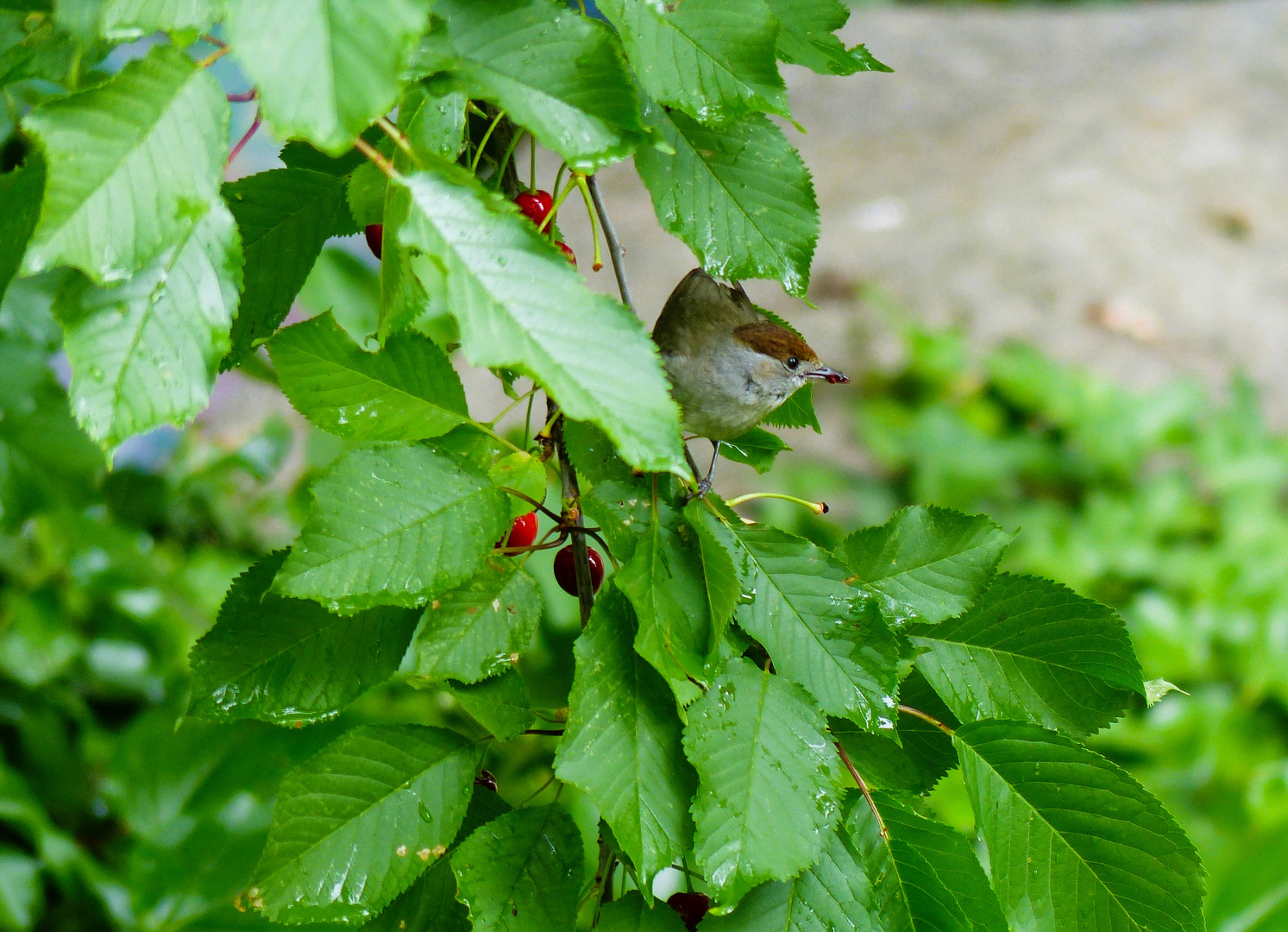 Mönchsgrasmücke (weiblich) Kirschbaum Süß und Lecker 