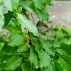 Mönchsgrasmücke (weiblich) Kirschbaum Süß und Lecker 