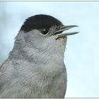 Mönchsgrasmücken-Portrait