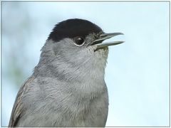 Mönchsgrasmücken-Portrait