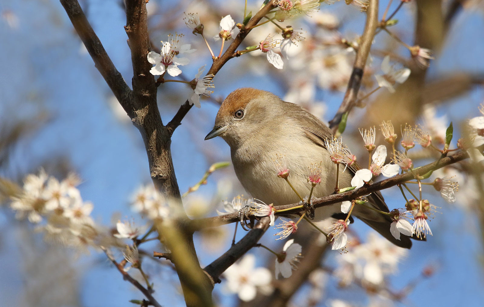 Mönchsgrasmückenweibchen im Frühling