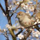 Mönchsgrasmückenweibchen im Frühling