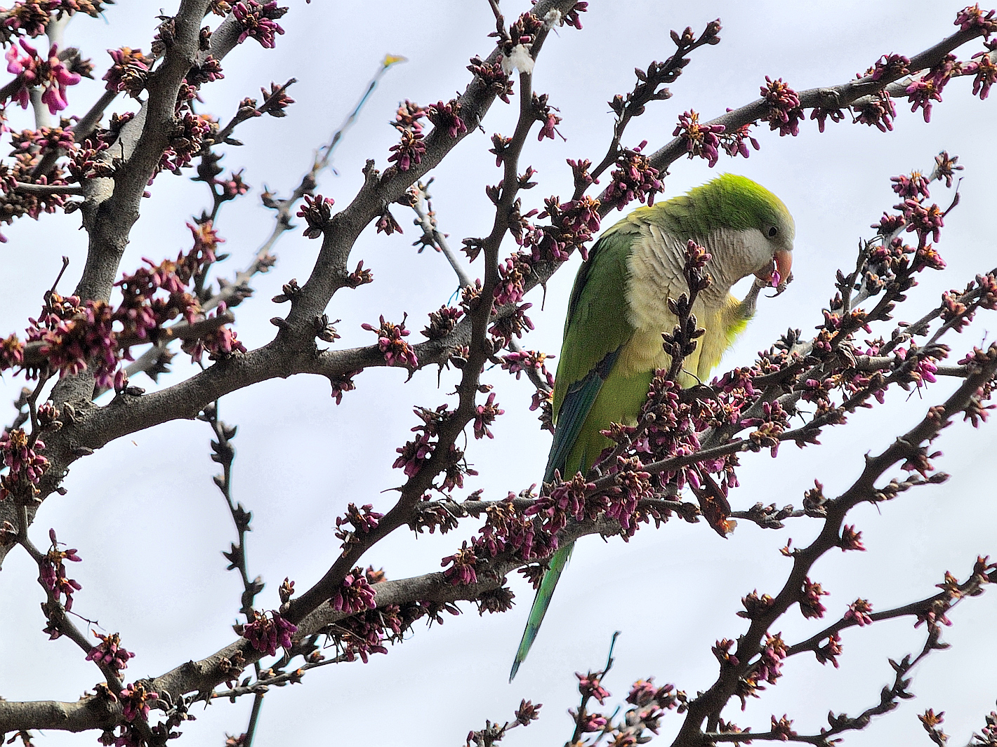 Mönchsittich 1 (Myiopsitta monachus), Monk parakeet, Cotorra argentina